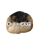 コーギーのコテツ君（個別スタンプ：5）