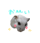 はむちゃんず〜2匹のシロクロ〜（個別スタンプ：7）