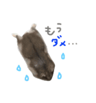 はむちゃんず〜2匹のシロクロ〜（個別スタンプ：15）