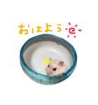 はむちゃんず〜2匹のシロクロ〜（個別スタンプ：16）