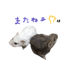 はむちゃんず〜2匹のシロクロ〜（個別スタンプ：17）