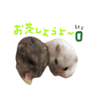 はむちゃんず〜2匹のシロクロ〜（個別スタンプ：19）
