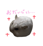 はむちゃんず〜2匹のシロクロ〜（個別スタンプ：24）