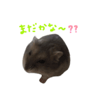 はむちゃんず〜2匹のシロクロ〜（個別スタンプ：30）