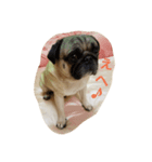 Very cute pug dog（個別スタンプ：2）