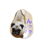 Very cute pug dog（個別スタンプ：3）