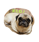Very cute pug dog（個別スタンプ：5）