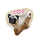 Very cute pug dog（個別スタンプ：6）