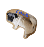 Very cute pug dog（個別スタンプ：7）