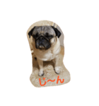 Very cute pug dog（個別スタンプ：8）
