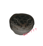 ヒョウモントカゲモドキ___（個別スタンプ：1）