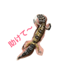 ヒョウモントカゲモドキ___（個別スタンプ：2）