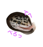 ヒョウモントカゲモドキ___（個別スタンプ：4）