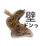 ヒョウモントカゲモドキ___（個別スタンプ：5）