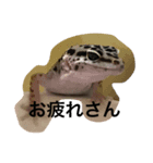 ヒョウモントカゲモドキ___（個別スタンプ：6）