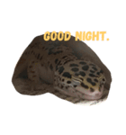 ヒョウモントカゲモドキ___（個別スタンプ：7）