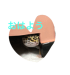 ヒョウモントカゲモドキ___（個別スタンプ：8）