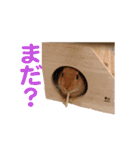 うさぎのさたんとりったん（個別スタンプ：13）