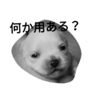 monotone puppies（個別スタンプ：1）