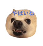 どるたんと一緒（個別スタンプ：5）