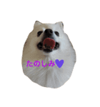 どるたんと一緒（個別スタンプ：6）