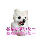 どるたんと一緒（個別スタンプ：11）