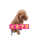 トイプードルはっちゃん（個別スタンプ：1）