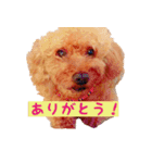 トイプードルはっちゃん（個別スタンプ：2）