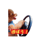 トイプードルはっちゃん（個別スタンプ：3）