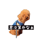 トイプードルはっちゃん（個別スタンプ：7）