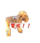 トイプードルはっちゃん（個別スタンプ：18）