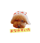 トイプードルはっちゃん（個別スタンプ：19）