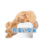 トイプードルはっちゃん（個別スタンプ：20）