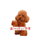 トイプードルはっちゃん（個別スタンプ：21）