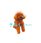 トイプードルはっちゃん（個別スタンプ：24）