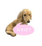 ミニチュアダックスフントのサラちゃんです（個別スタンプ：8）