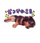 たんころちゃんスタンプ（個別スタンプ：8）