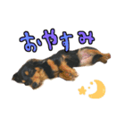 たんころちゃんスタンプ（個別スタンプ：11）