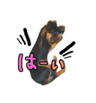 たんころちゃんスタンプ（個別スタンプ：12）