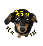 たんころちゃんスタンプ（個別スタンプ：14）
