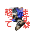 だっくすファミリー❤（個別スタンプ：7）
