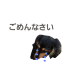だっくすファミリー❤（個別スタンプ：11）
