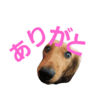 だっくすファミリー❤（個別スタンプ：12）