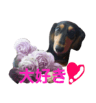 だっくすファミリー❤（個別スタンプ：16）