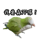 Cute Quaker parrot has something to say！（個別スタンプ：1）