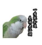 Cute Quaker parrot has something to say！（個別スタンプ：2）