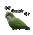 Cute Quaker parrot has something to say！（個別スタンプ：3）