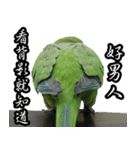 Cute Quaker parrot has something to say！（個別スタンプ：4）