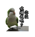 Cute Quaker parrot has something to say！（個別スタンプ：5）