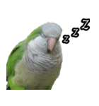 Cute Quaker parrot has something to say！（個別スタンプ：6）